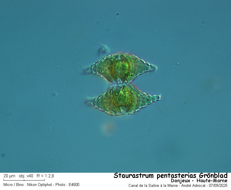 Staurastrum pentasterias Grönblad #83633