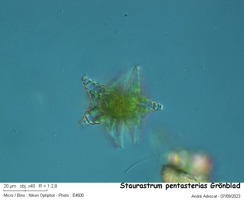Staurastrum pentasterias Grönblad #83634