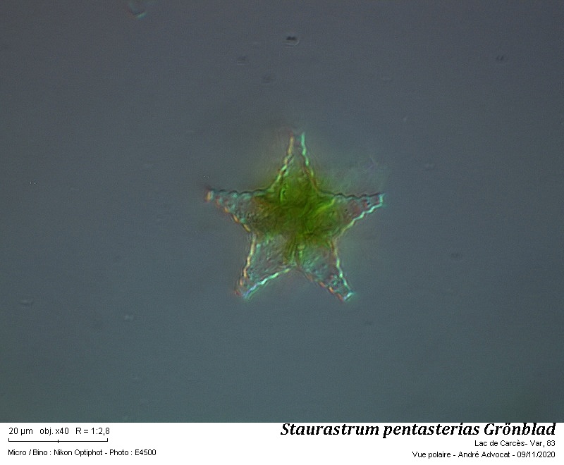 Staurastrum pentasterias Grönblad #64769