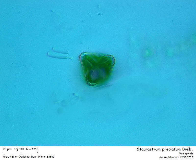Staurastrum pileolatum Ralfs #77540