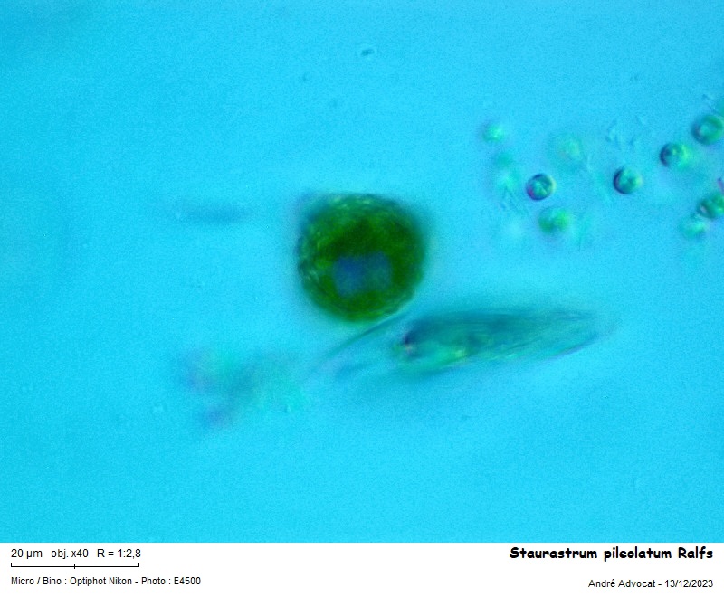 Staurastrum pileolatum Ralfs #77541