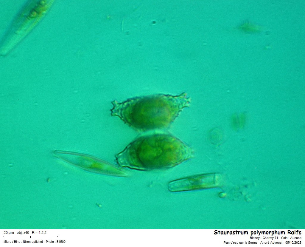 Staurastrum polymorphum Ralfs #83857