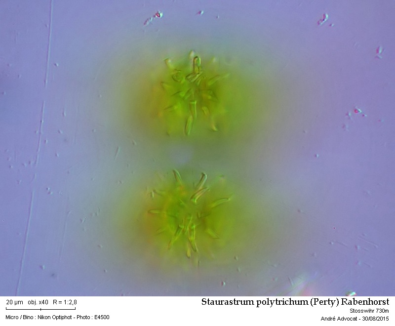 Staurastrum polytrichum (Perty) Rabenhorst #42088
