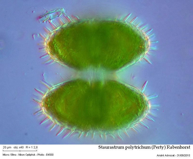 Staurastrum polytrichum (Perty) Rabenhorst #42087