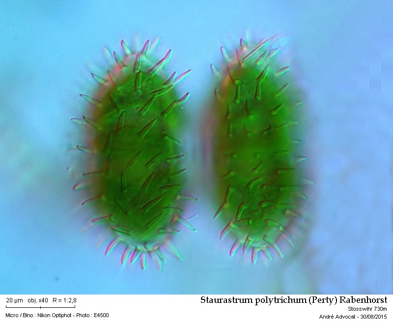 Staurastrum polytrichum (Perty) Rabenhorst #42089