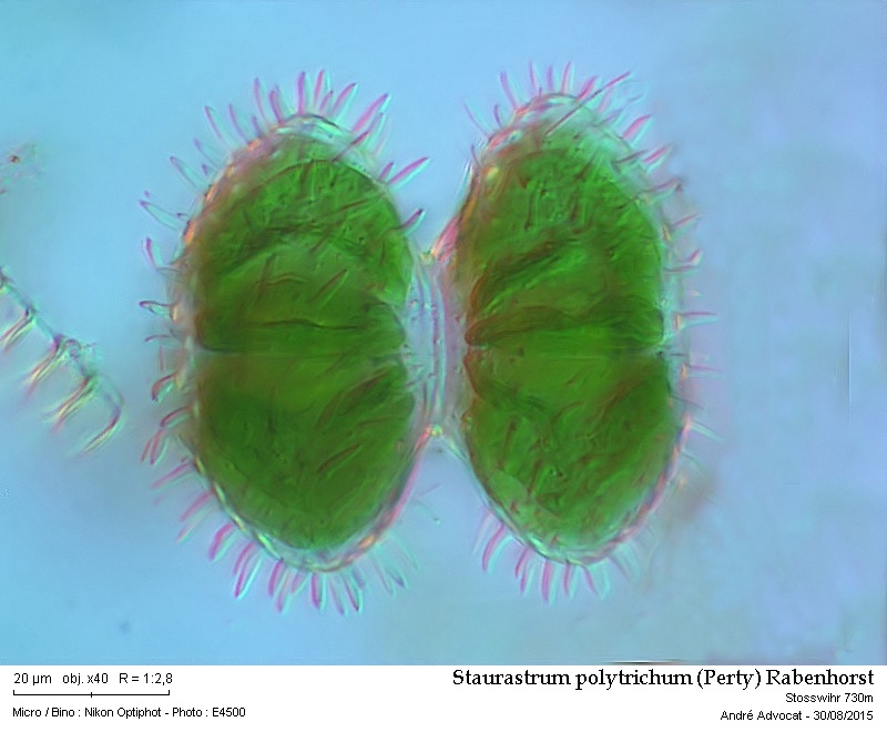 Staurastrum polytrichum (Perty) Rabenhorst #42086