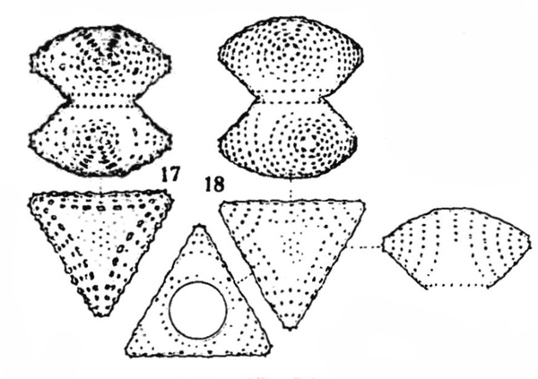 Staurastrum proboscideum (Ralfs) W. Archer #77745
