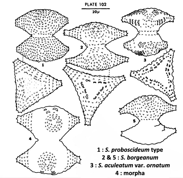Staurastrum proboscideum (Ralfs) W. Archer #77744