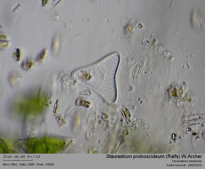 Staurastrum proboscideum (Ralfs) W. Archer #15328