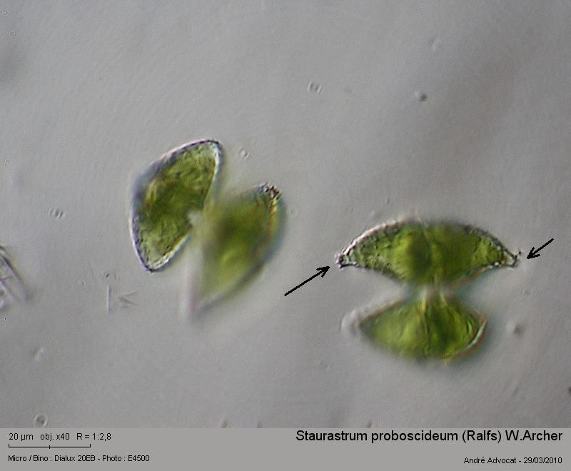 Staurastrum proboscideum (Ralfs) W. Archer #15329