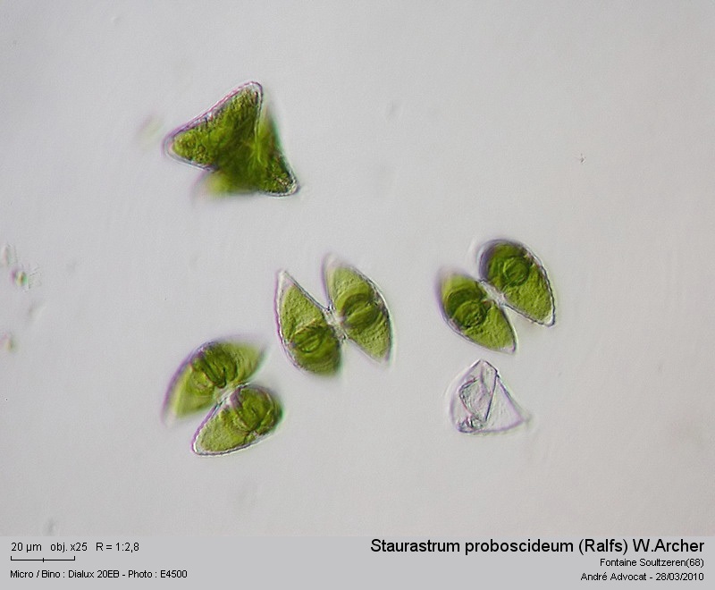 Staurastrum proboscideum (Ralfs) W. Archer #15326