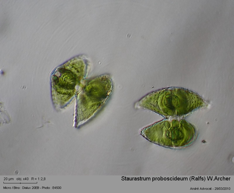 Staurastrum proboscideum (Ralfs) W. Archer #15327