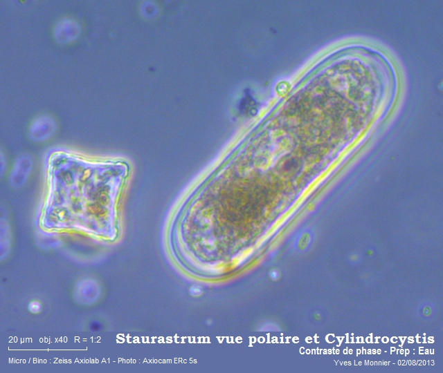 Staurastrum punctulatum Ralfs, 1848 #33185