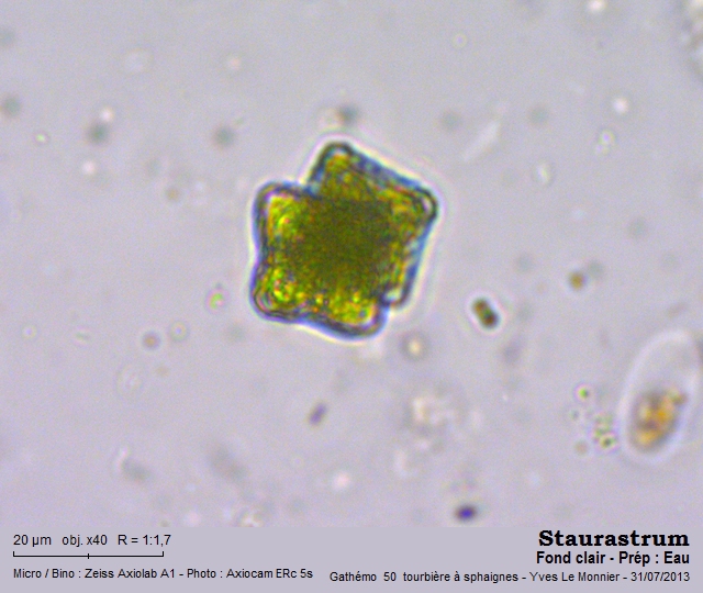 Staurastrum punctulatum Ralfs, 1848 #33183