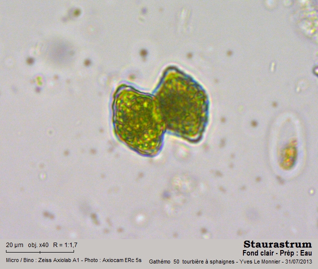 Staurastrum punctulatum Ralfs, 1848 #33184