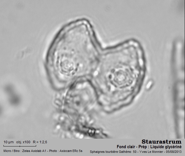 Staurastrum punctulatum Ralfs, 1848 #33187