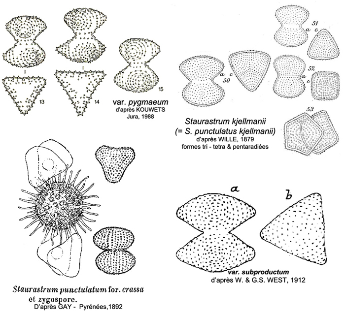 Staurastrum punctulatum #77235