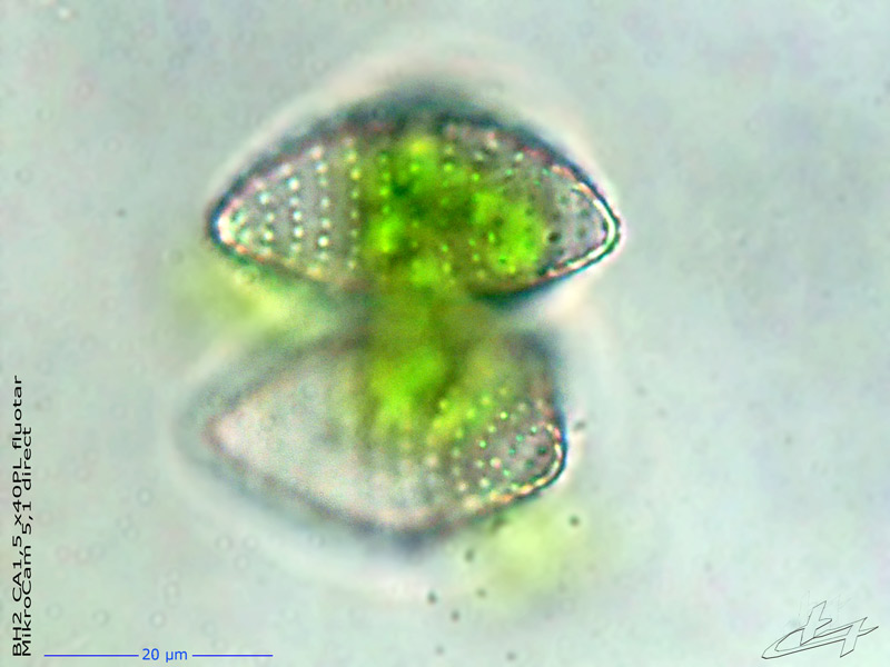 Staurastrum punctulatum var. striatum. W. et G.S. West. #77410