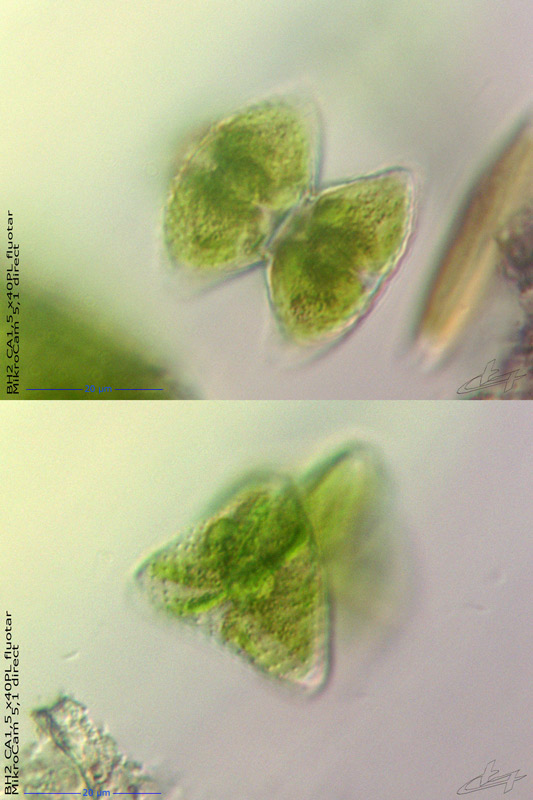 Staurastrum punctulatum var. striatum. W. et G.S. West. #77407