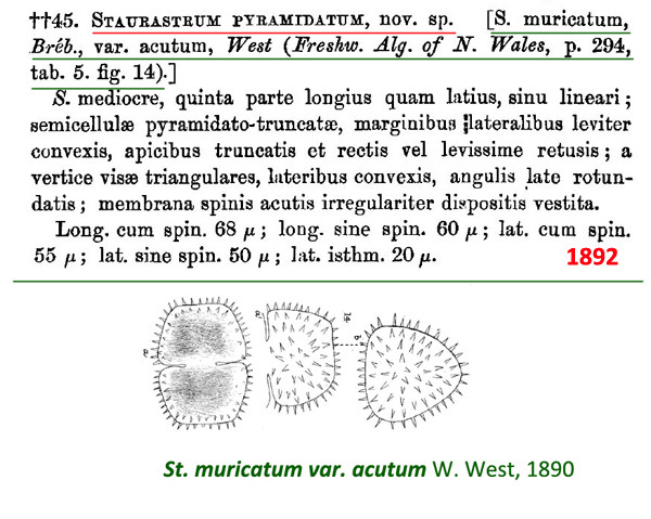 Staurastrum pyramidatum W.West #84511