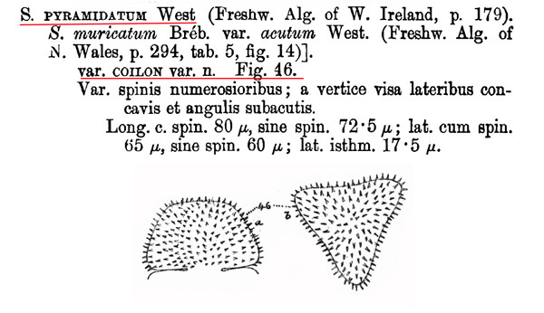 Staurastrum pyramidatum W.West #84512