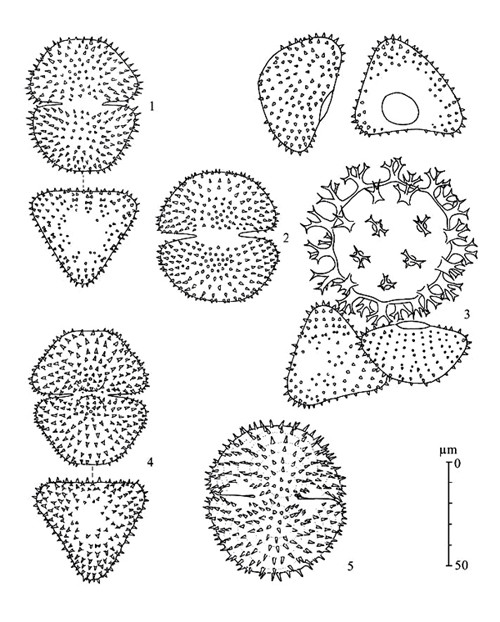 Staurastrum pyramidatum W.West #84513