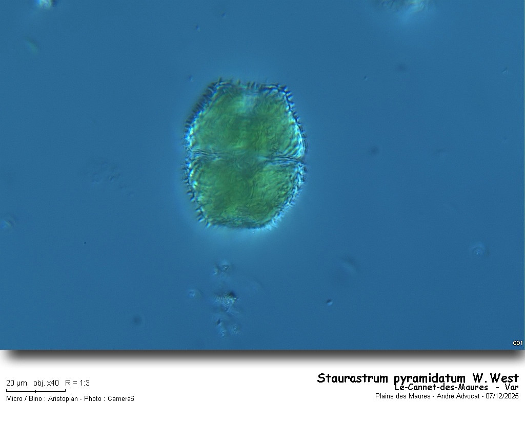 Staurastrum pyramidatum W.West #84494