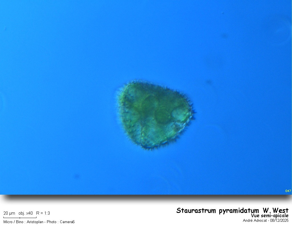 Staurastrum pyramidatum W.West #84498