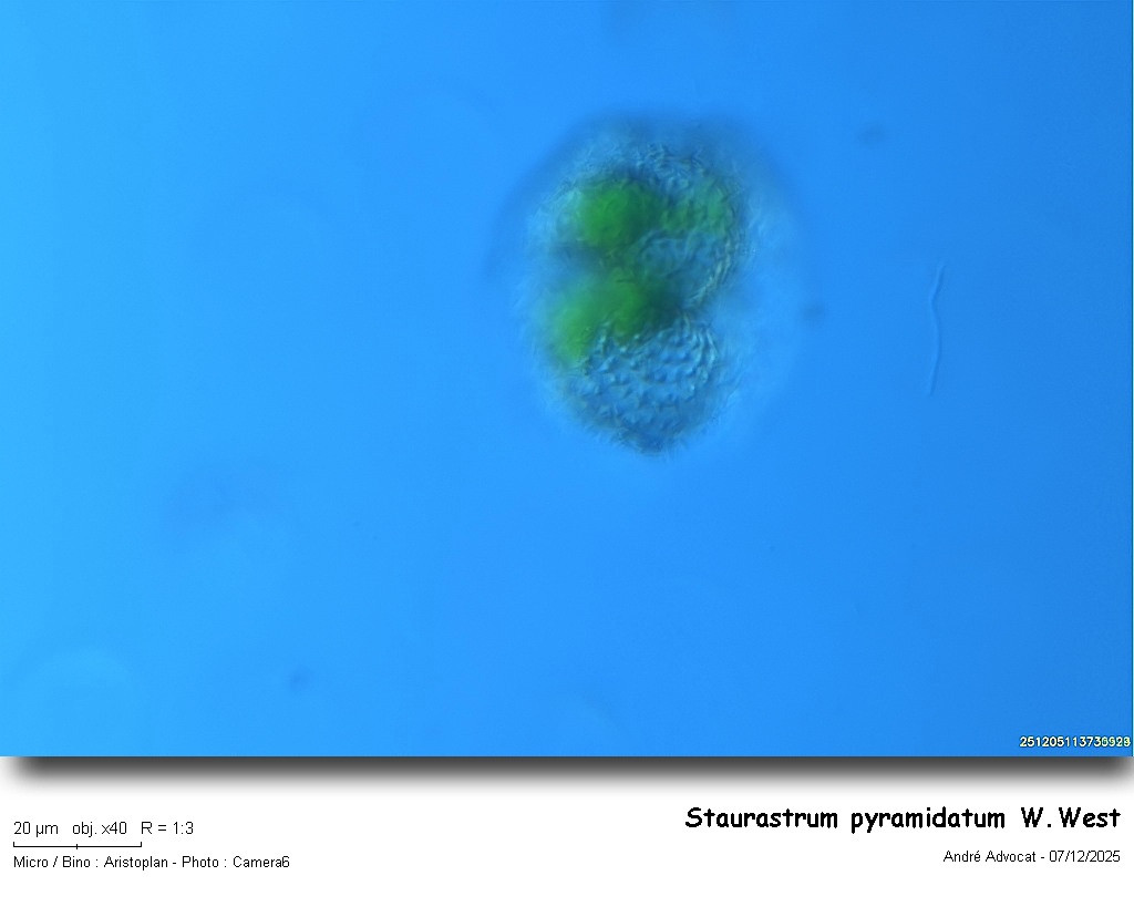 Staurastrum pyramidatum W.West #84497