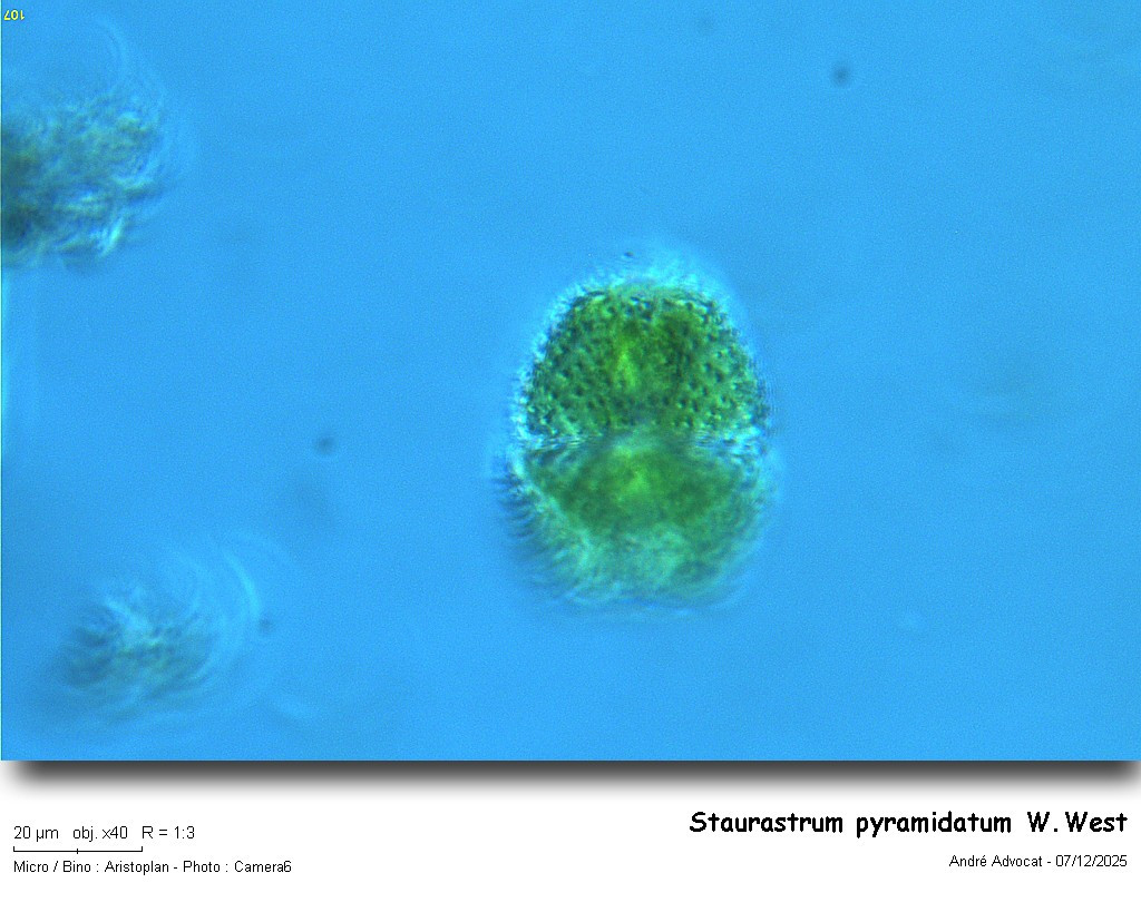 Staurastrum pyramidatum W.West #84496