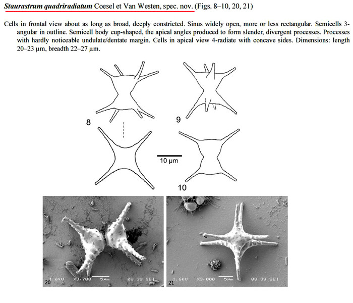 Staurastrum quadriradiatum Coesel et Van Westen #83800