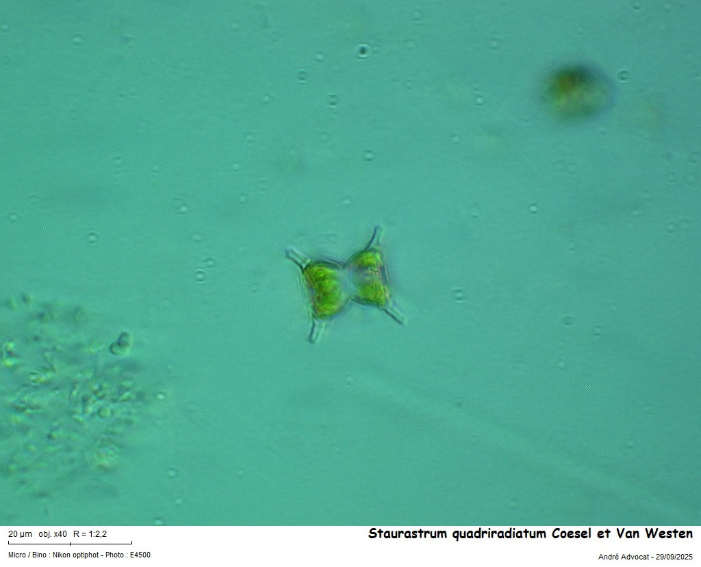 Staurastrum quadriradiatum Coesel et Van Westen #83788