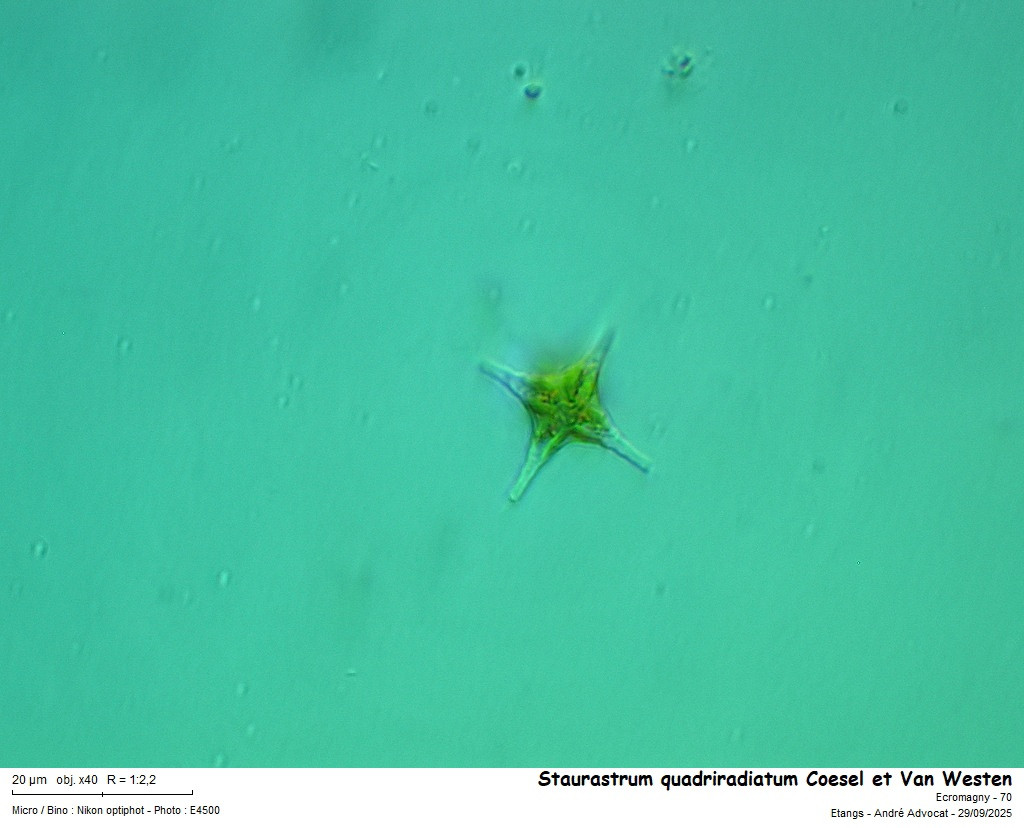 Staurastrum quadriradiatum Coesel et Van Westen #83785