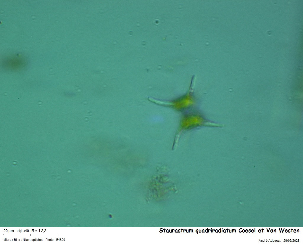 Staurastrum quadriradiatum Coesel et Van Westen #83786