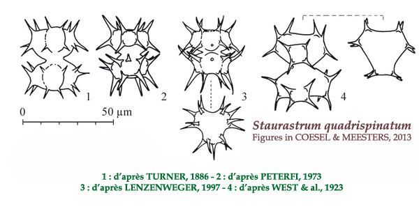 Staurastrum quadrispinatum Turn. #81995