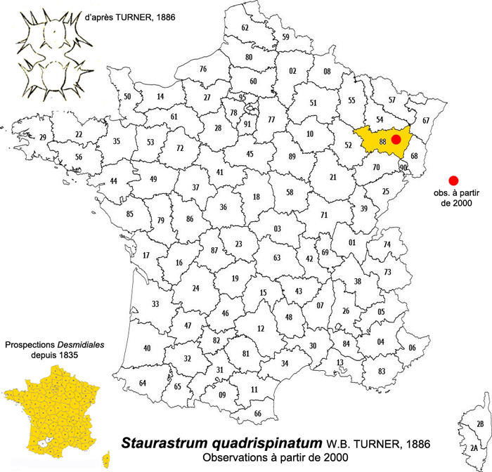 Staurastrum quadrispinatum Turn. #81994