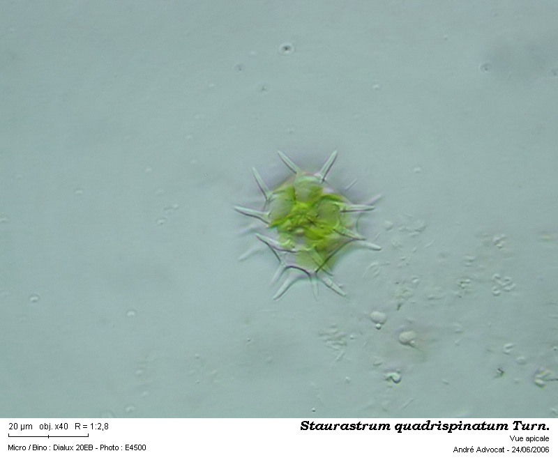 Staurastrum quadrispinatum Turn. #48484