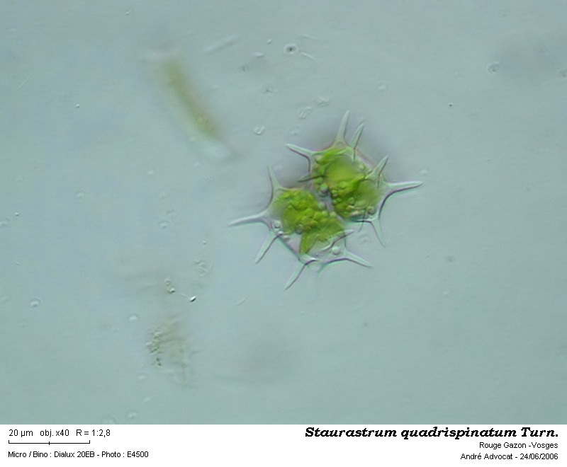 Staurastrum quadrispinatum Turn. #48483