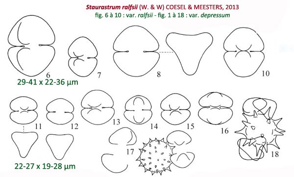 Staurastrum ralfsii(West et G.S.West) Coesel et Meesters #80496