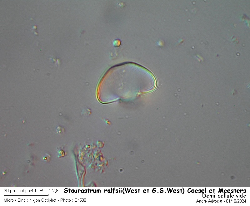 Staurastrum ralfsii(West et G.S.West) Coesel et Meesters #80304