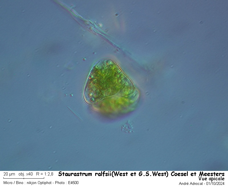 Staurastrum ralfsii(West et G.S.West) Coesel et Meesters #80308