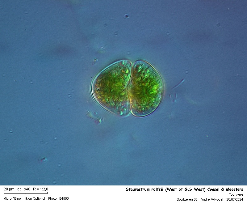 Staurastrum ralfsii(West et G.S.West) Coesel et Meesters #80303
