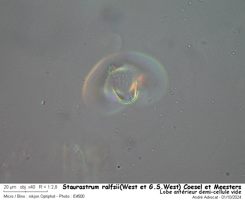 Staurastrum ralfsii(West et G.S.West) Coesel et Meesters #80307
