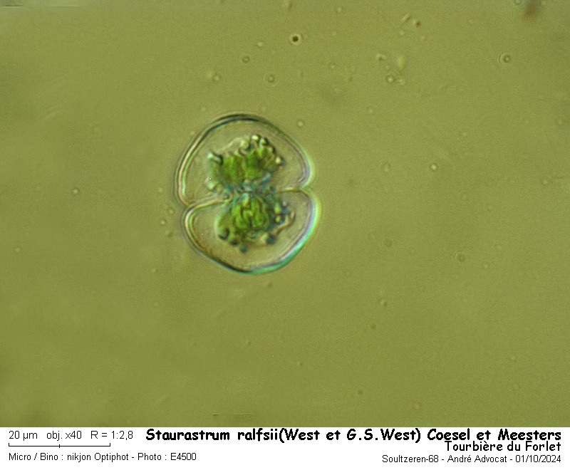 Staurastrum ralfsii(West et G.S.West) Coesel et Meesters #80302