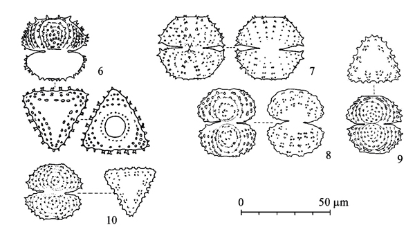 Staurastrum scabrum Ralfs #80916
