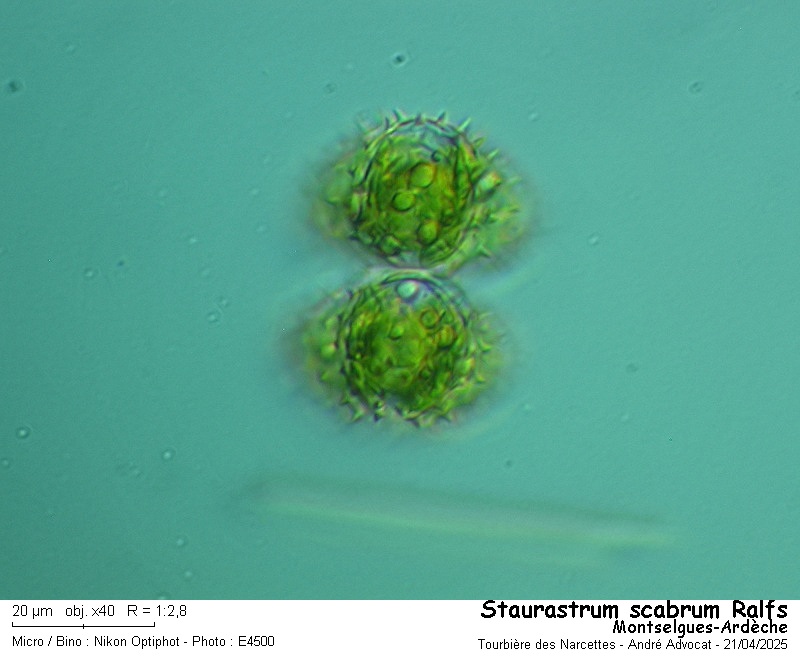 Staurastrum scabrum Ralfs #82175