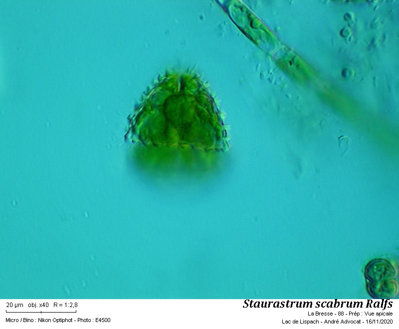 Staurastrum scabrum Ralfs #64834