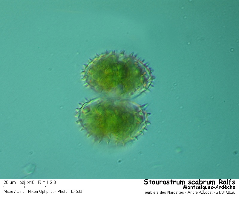 Staurastrum scabrum Ralfs #82174