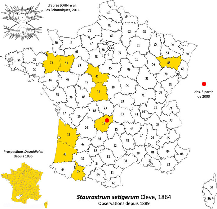 Staurastrum setigerum Cleve #83522