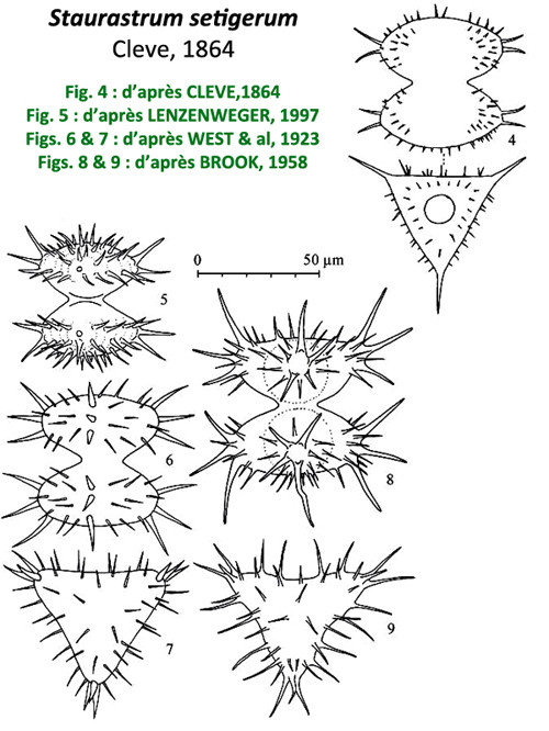 Staurastrum setigerum Cleve #83523